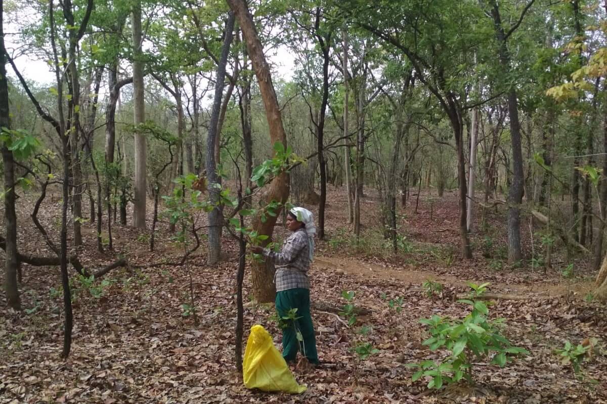 Communities and their forests nurture each other and flourish together.