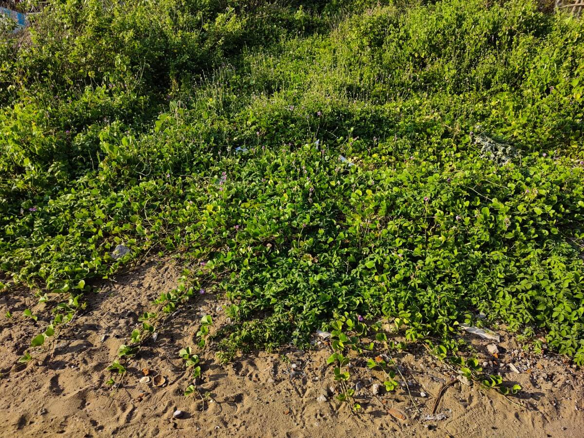Locally found bay-hop vegetation.