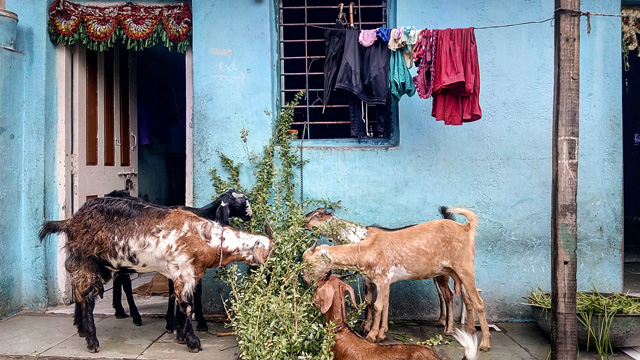 Photo Essay - Lubaina Rangwala 7