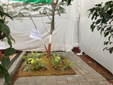 Application of geru and choona on tree trunks of trees to protect them from infestation of white ants or fungus. Photo by Deepti Talpade/WRI India.