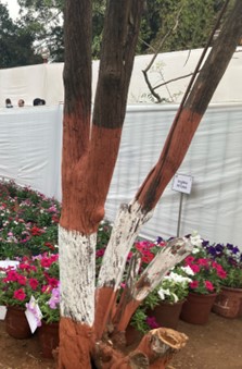 Application of geru and choona on tree trunks of trees to protect them from infestation of white ants or fungus. Photo by Deepti Talpade/WRI India.