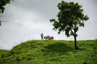 Madhya Pradesh Forest