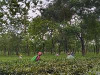 Women work in the tea garden