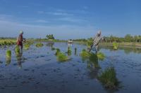 Rice farmers in India's Tiruvannamalai District. Photo by R.Amudha HariHaran/Flickr