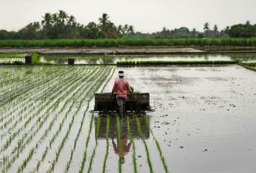 A farmer harvests crops. Sustainable agriculture can help build a sustainable food systems that are good for people, nature and climate.