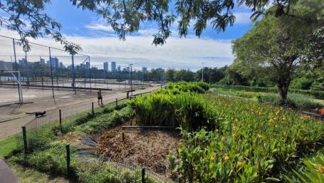 Filtering gardens are helping to manage water runoff and reduce pollution in Recife, Brazil. Photos by UNEP.