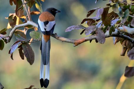 A rufous treepie. 