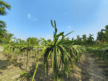 dragon farm bodoland
