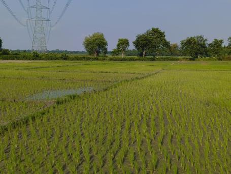 Prolonged dry spells turn paddy fields yellow