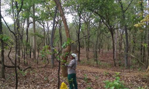 Forests and communities that inhabit them nurture each other and flourish together.