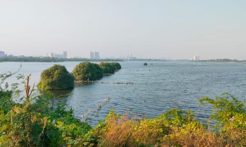 The mangroves of Kovalam.