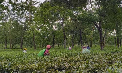 Women work in the tea garden