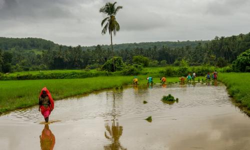 Blues in the Green: The Budget 2020 Conundrum