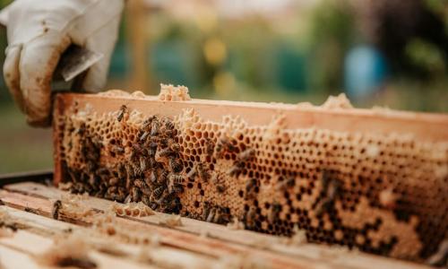 A beehive with bees in it